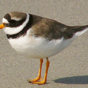 Common Ringed Plover